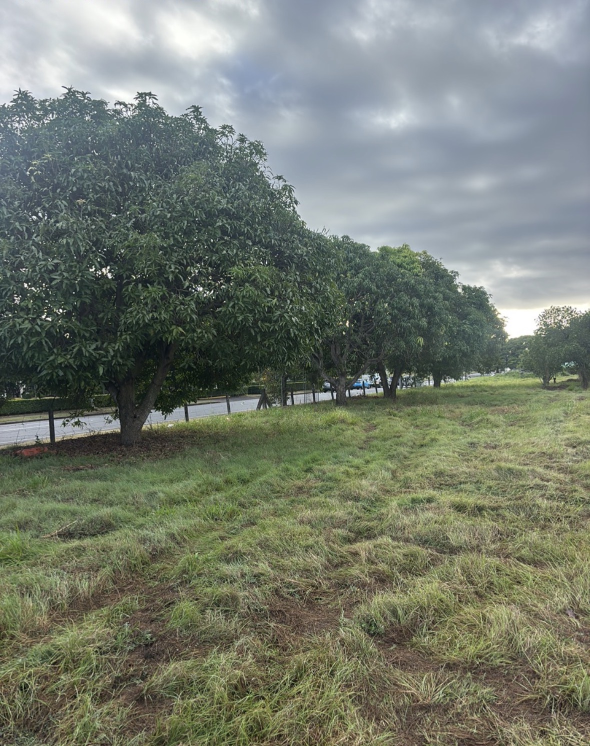 Overgrown roadside block before clearing