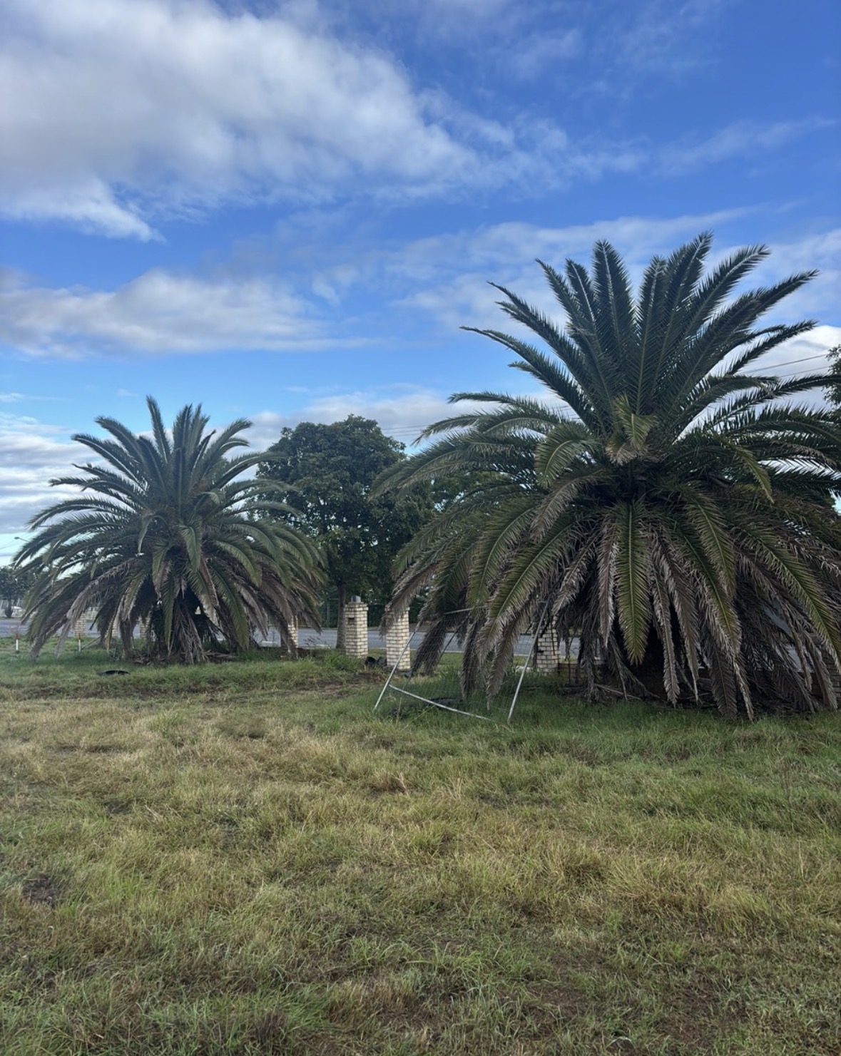 Two large palm trees standing along a fence line before removal